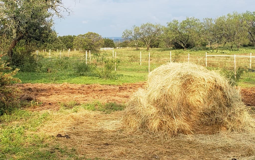Purdy Poodles ranch in Texas Hill Country — hay, pasture, and treeline
