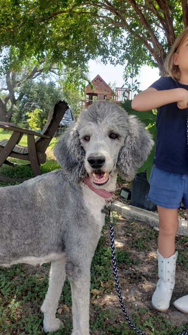 Rayne, dam — Silver Tuxedo standard poodle at Purdy Poodles