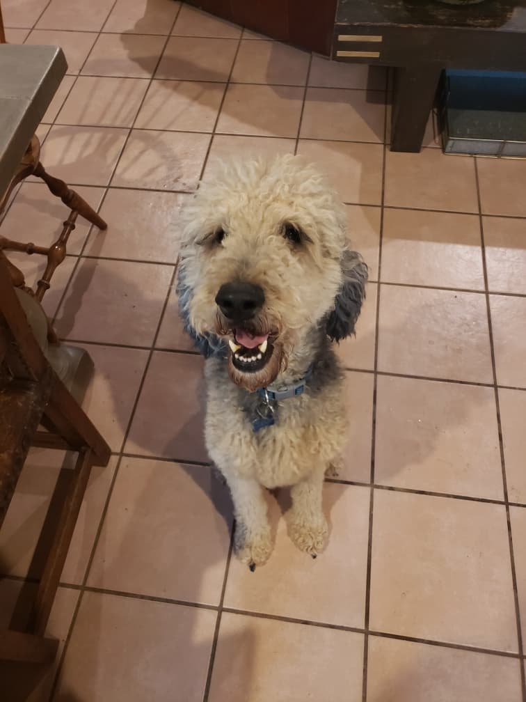 Zeus, sire — Apricot Sable standard poodle at Purdy Poodles